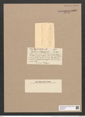 Glyphodesmis challengeriensis Castr. (de-Toni-Nr.: Genus 81, Species 2891) Zeichnungen Sammlung Grunow Nr. 5868 (NHMW-BOT-W0374310)